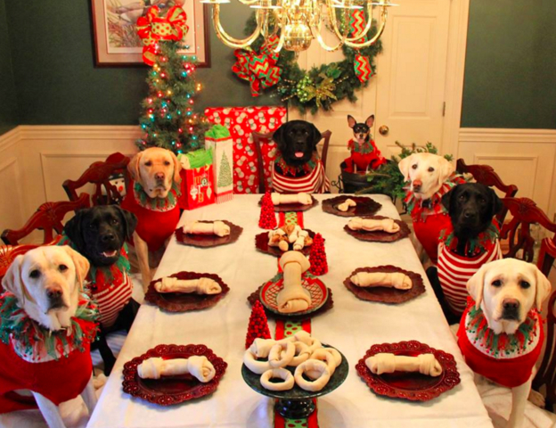 Estes cachorros tiveram uma ceia incrível