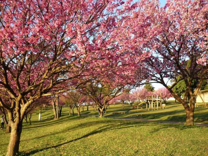 Parque do Carmo é um ótimo lugar para observar o florescimento das cerejeiras