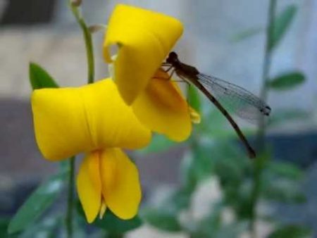 Crotalária juncea pode atrair libélulas, inseto predador do Aedes aegypti