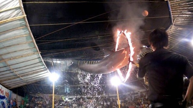 Vídeo mostra cenas tristes de como um circo na Indonésia trata seus golfinhos