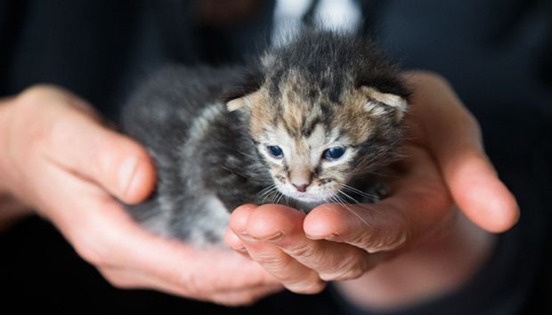 A a gatinha chorou por horas — talvez dias — mas todos a ignoraram