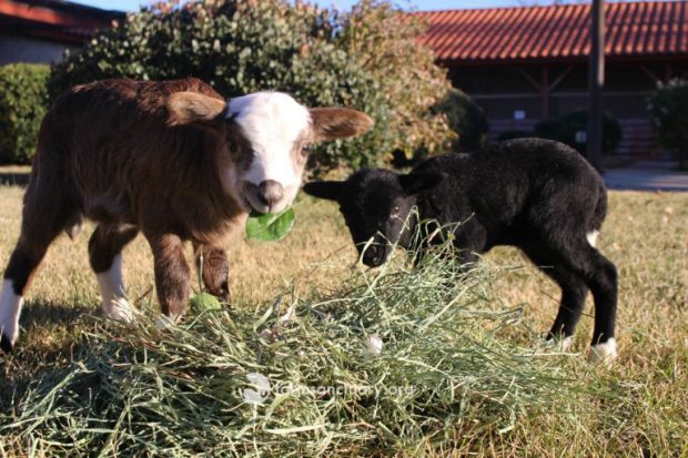 Os dois filhotes foram encontrados graças ao Farm Sanctuary | Foto: Divulgação / Farm Sanctuary