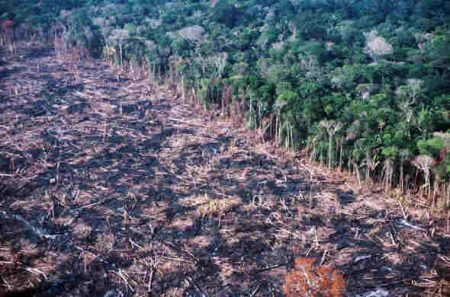  Em um ano, desmatamento na Amazônia cresce 29%, diz Instituto Nacional de Pesquisas Espaciais