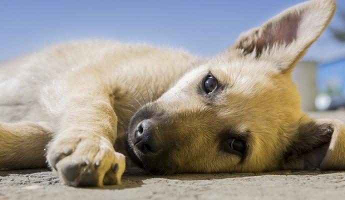 Pacientes internados em hospitais do Paraná poderão recebem visita de seus animais de estimação