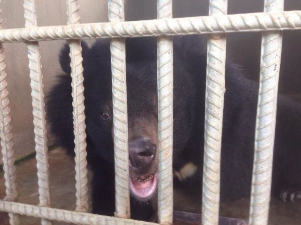 Urso voltou a enxergar a luz do dia