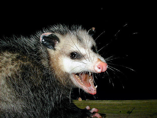 Possum