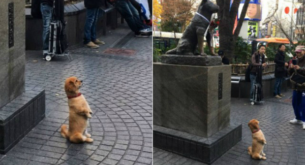 Cachorrinho posou diante da estátua de Hachiko