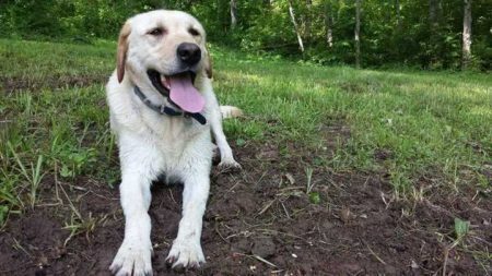 O cachorro é conhecido no bairro