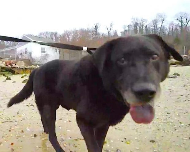 Após longo período preso, cão pôde caminhar livremente