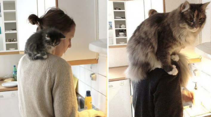 Imagens revelam como o afeto foi importante no crescimento dos gatos