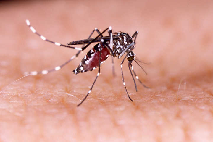 Minas e São Paulo estão registrando casos de febre amarela, transmitida pelo Aedes aegypti