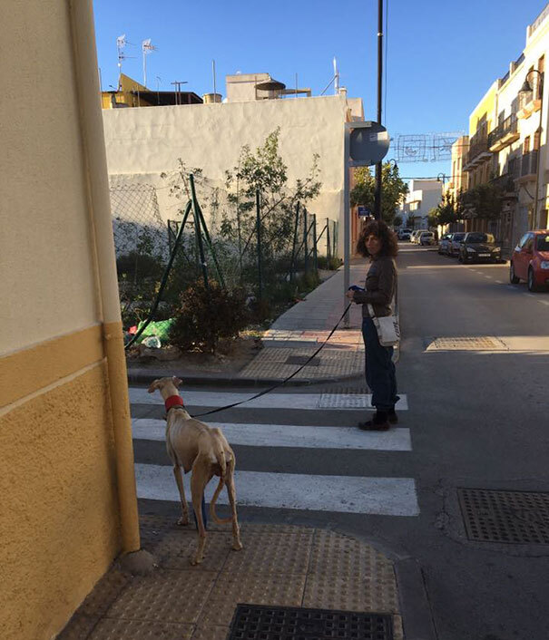 galgo2