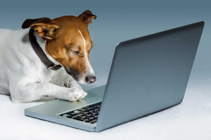 dog computer internet
