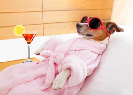jack russell dog relaxing and lying, in spa wellness center ,wearing a bathrobe and funny sunglasses , martini cocktail inlcuded