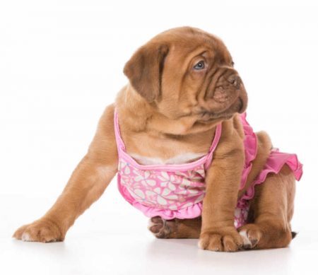 female puppy - dogue de bordeaux wearing pink bikini isolated on white background - 6 weeks old