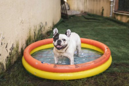 Carline dog with a happy face inside a fresh toy swimming pool having a bath on a domestic garden.