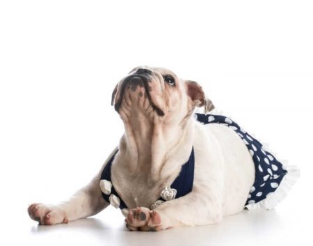 english bulldog puppy wearing bathing suit isolated on white
