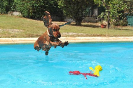 jumping purebred cocker spaniel in a swimming pool