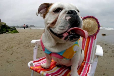 Bulldog Boxer at the beach
