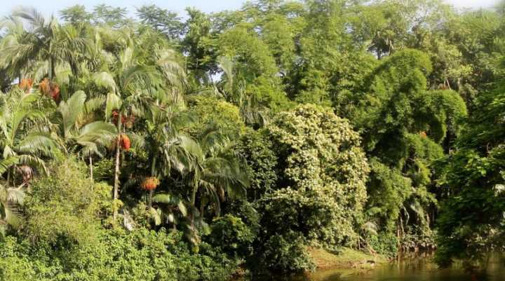 Paraná, Santa Catarina e Minas Gerais foram os estados que mais recuperaram suas florestas