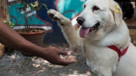 Serviços oferecidos aos pets, e seus donos, logo renderam um projeto lucrativo de negócio para a veterinária