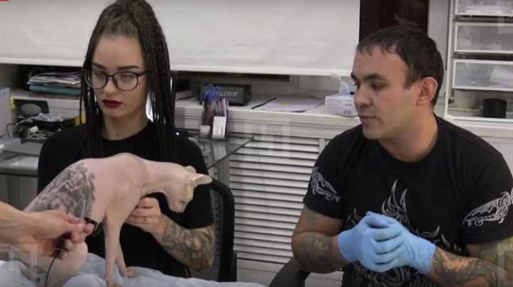 Donos do gato que foi tatuado na Rússia