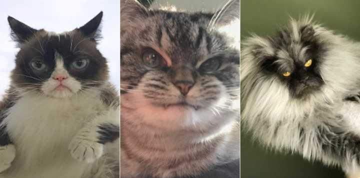 TOP 5 Gatos Fofinhos