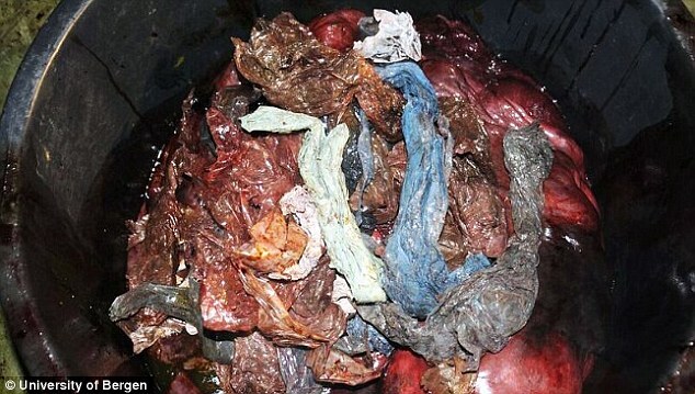 Diversos sacos plásticos foram retirados do estômago de baleia