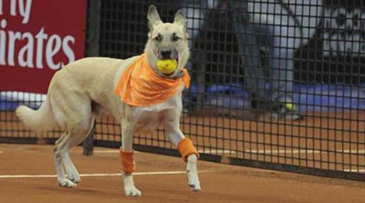 Os cães, resgatados do abandono, de maus tratos e da fome, estão disponíveis para serem adotados