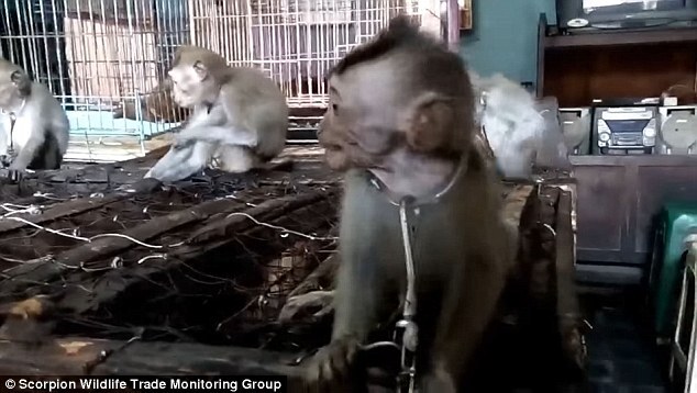 Macacos foram encontrados acorrentados