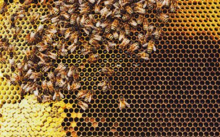 Trump retirou abelhas de lista de espécies ameaçadas