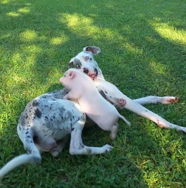 Cachorra adotou filhotes de diferentes espécies