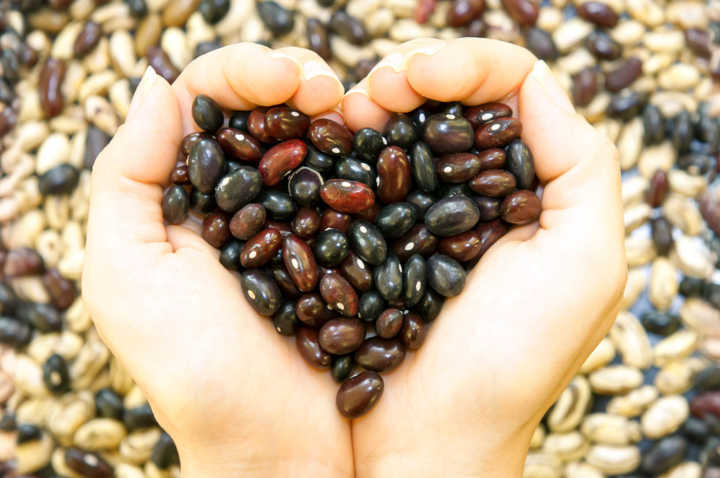 Canadá passa a ter uma das maiores fábricas de proteína vegetal