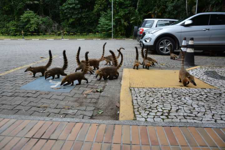 Grupo de quatis passeia pelo estacionamento do shopping na Riviera de São Lourenço