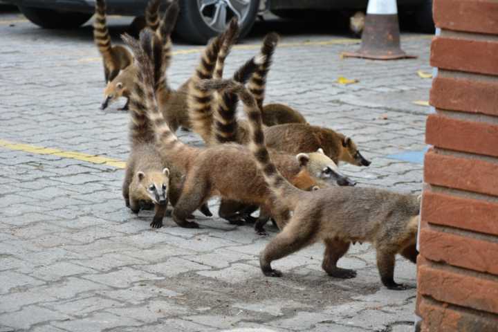 Quatis saem da mata em busca de comida na Riviera de São Lourenço