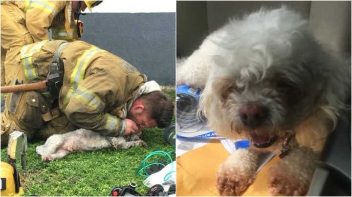 O bombeiro salvou a vida do cachorro