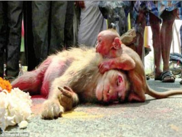 Filhote de macaco chorou diante do corpo da mãe