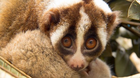 Animais sofrem em virtude da necessidade de selfies e vídeos