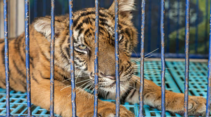 Animais passam por sofrimento extremo e vivem em condições deploráveis