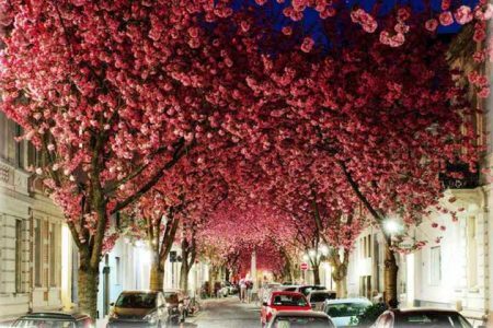 Túnel de flores forma corredor em rua