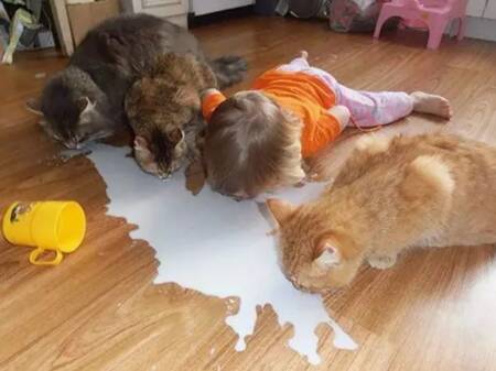 Filhotes – de todas as espécies – amam leite!