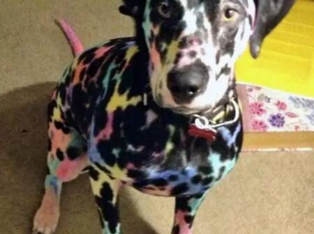 Dálmata colorido é muito mais divertido!