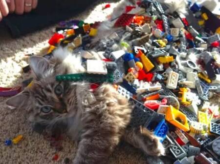 A serenidade no olhar…