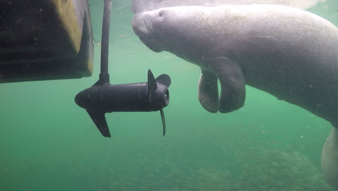 Peixe boi foi atingido por suporte de barco