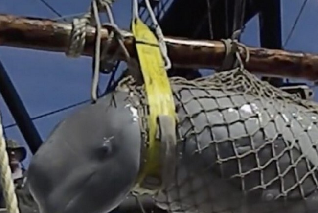 Documentário aborda sofrimento de belugas