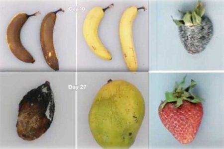 Alimentos podem durar 5 vezes mais