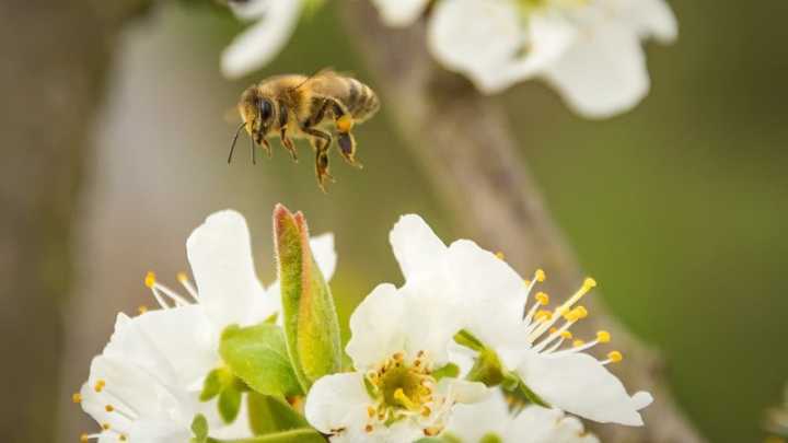 Serão instalados 15 Jardins do Mel nos parques da cidade. Cada jardim terá seis colmeias e material visual que trará informação, com textos e fotos, sobre a espécie contida ali