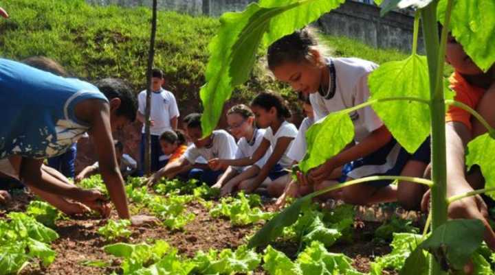 As salas-cooperativas atuam na plantação de hortaliças, viveiros de mudas, organização interna, comunicação, compostagem e reciclagem