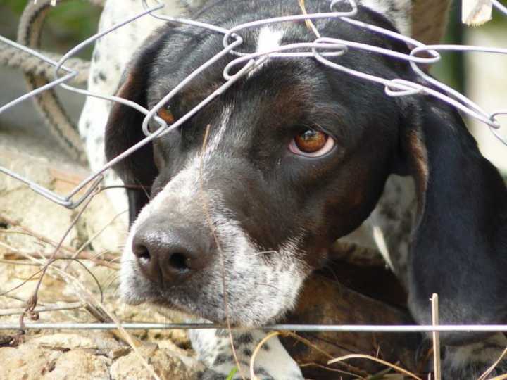 Para reproduzir, cães são expostos a maus tratos