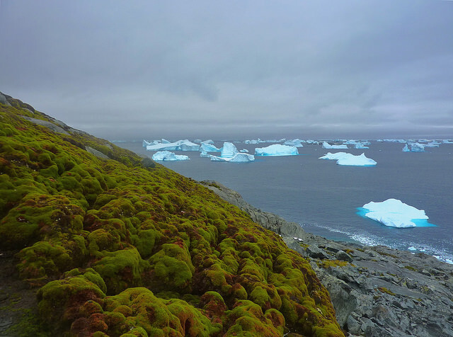 No passado, a Antártida tinha apenas 0,3% de sua área com plantas